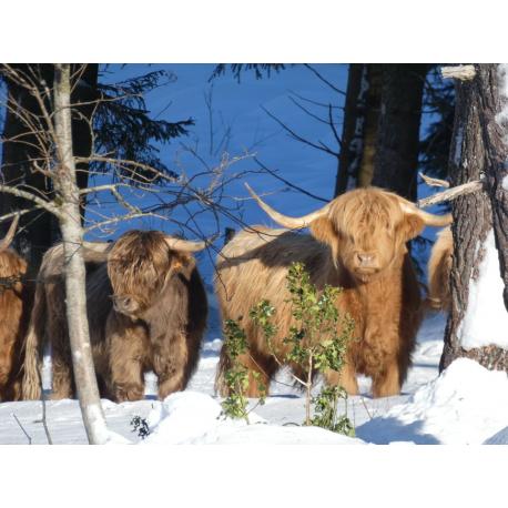 A la découverte de la ferme...